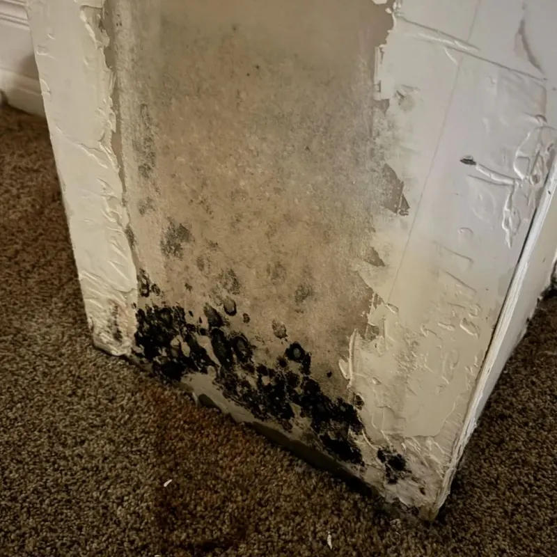 Professional Mold Removal in Villas, NJ